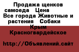 Продажа щенков самоеда › Цена ­ 40 000 - Все города Животные и растения » Собаки   . Крым,Красногвардейское